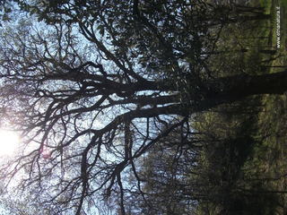 Quercia di Panzazza